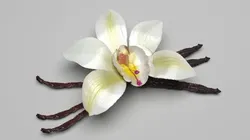 Vanilla