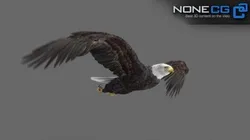 Animated Bald Eagle 3D model