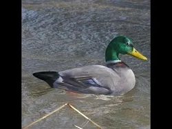 Animated Ducks 3D model
