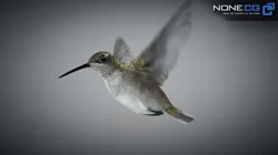 Animated Hummingbird Low-poly 3D model