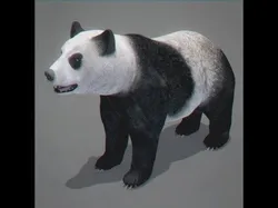 Animated Panda Bear 3D model