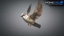 Animated Sparrow 3D model