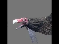 Animated Vultures 3D model