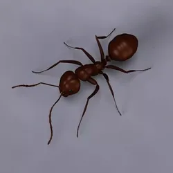 Ant model 3D model