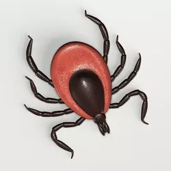 Deer Tick 3D model