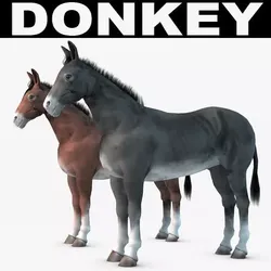 Donkey two donkeys 3D model