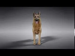 German Shepherd Rigged 3D model