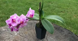 Hexagonal flowerpot