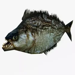Low poly piranha fish 3D model