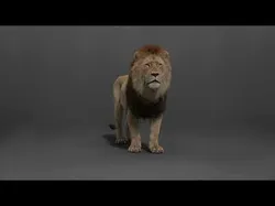 Male Lion Animated VFX Grace 3D model