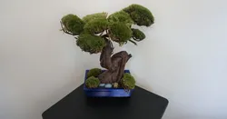 Moss Bonsai flower pot
