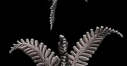 Plank Fern - tabletop miniature plants