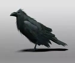 Raven 3D model