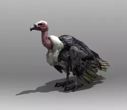 Vulture turkey Low-poly 3D model