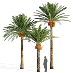 Date palm FBX - OBJ - MAX