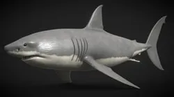 Great White Shark