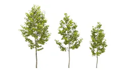 Maple Tree