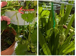 Plant support hook