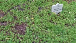 saxifraga