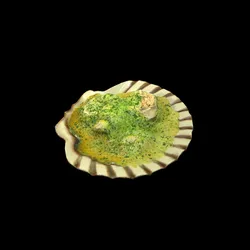 ScallopOil