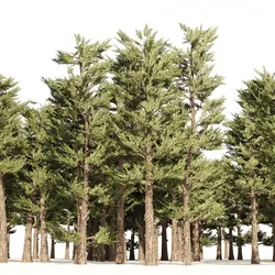 Conifer pine forest trees