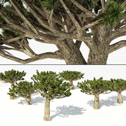 Dracaena dragon blood trees