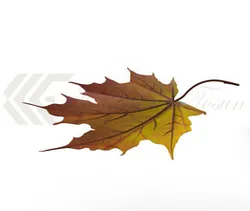 3dm Leaf