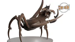 Black Dragon Spider