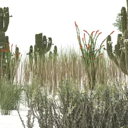 Desert Vegetation