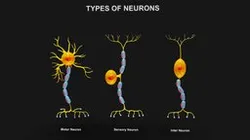 Types of Neurons
