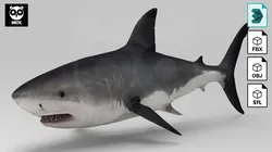 Shark