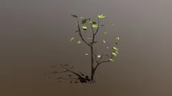 Vine_ Maple