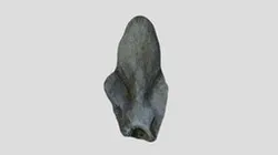 Beloptera belemnitoidea