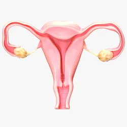 Female Reproductive System