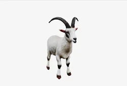 Goat