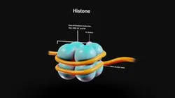 Histone Structure