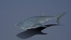 Model 99A - Whale Shark