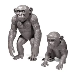 Monkeys