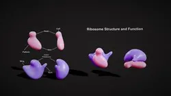 Ribosome Structure and Function