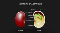 Anatomy of A Bean Seed