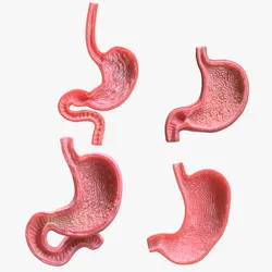 Human Stomach Bundle