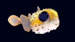 Pufferfish