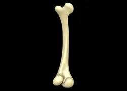 Bone Skeleton