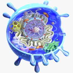 Animal Cell