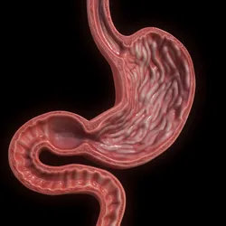 Human Stomach Cross Section