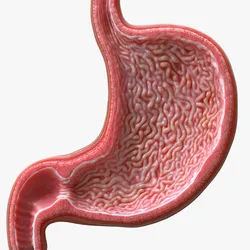 Human Stomach Cross Section