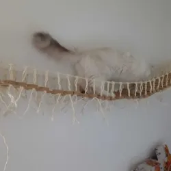 PLA cat bridge