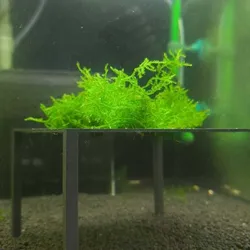 Aquarium Moss Table