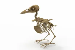 Raven skeleton