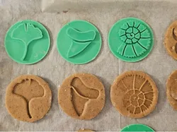Fossilized cookie cutters (gingerbread stamps)